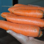 Carrot variety Losinoostrovskaya 13