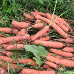 Carrot variety Tushon