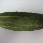 Cucumber variety Altai