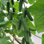 Cucumber variety KS 90 (F1)