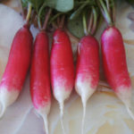 Radish variety French breakfast