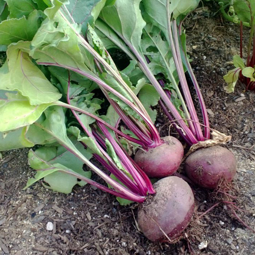 Beet variety Detroit