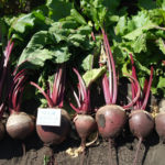 Pablo beet variety (F1)