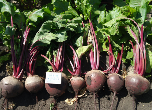 Pablo beet variety (F1)