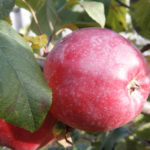 Apple variety Liberty