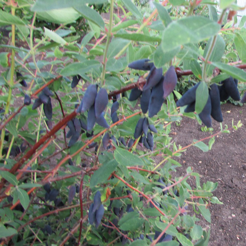 Honeysuckle variety Lenita