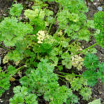 What to do if parsley turns yellow in the garden?