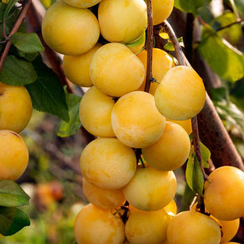 Cherry plum variety Mara