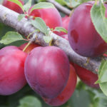 Terdapat pelbagai jenis Cherry plum