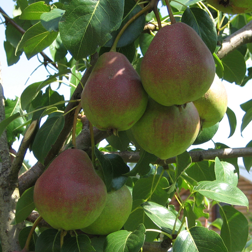 Ποικιλία αχλαδιών Vernaya