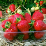 Alba strawberry variety