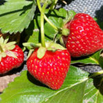 Strawberry variety Albion