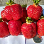 Strawberry variety Asia