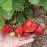 Strawberry variety Bereginya