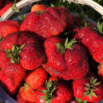 Strawberry variety Borovitskaya