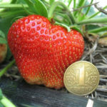 Strawberry variety Chamora Turusi