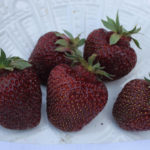 Strawberry variety Black Prince