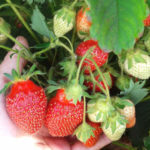 Strawberry variety Tsaritsa