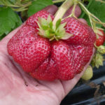 Strawberry variety Eliane (Eliani)