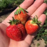 Strawberry variety Festival chamomile