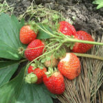 The best strawberry varieties for the Urals