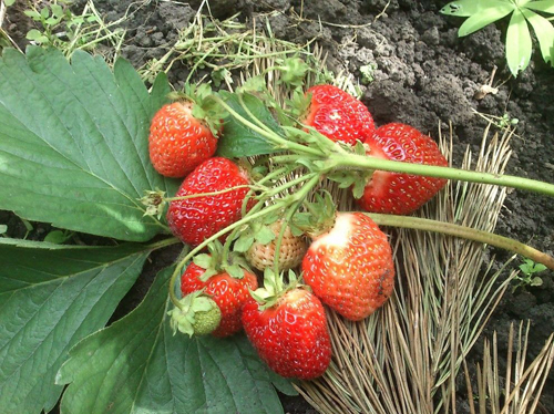 Varieti strawberi terbaik untuk Ural