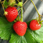 Strawberry variety Florence (Florence)