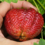 Strawberry variety Gigantella (Maxim)