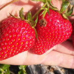 Honey strawberry variety