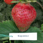 Strawberry variety Cardinal