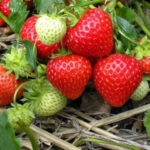 Kent strawberry variety