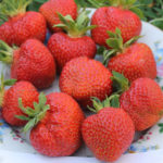 Kimberly strawberry variety