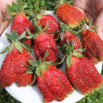 Strawberry variety Kupchikha (earthworm)