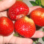 Strawberry variety Malvina