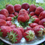 Strawberry variety Maryshka