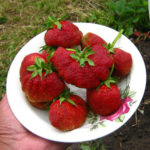 Strawberry variety Mashenka (Moscow Jubilee)