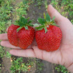 Strawberry variety Polka (Polka)