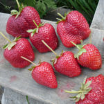 Roxana strawberry variety