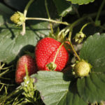 Selva strawberry variety