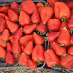 Strawberry variety Syria