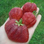 Strawberry variety Vicoda