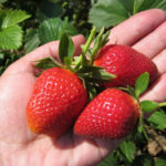 Vima Rina strawberry variety