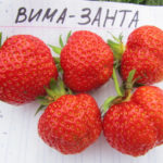 Strawberry variety Vima Zanta