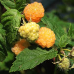 Raspberry variety Apricot