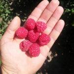 Raspberry variety Glen Ample (Glen Ample)