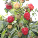 Raspberry variety Polana (Polyana)