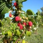 Varieti Raspberry Polka (Polka)