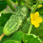 Cucumber variety Aquarius