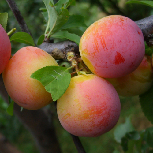 Plum variety Altai Jubilee