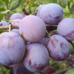 Plum variety Renklode Soviet